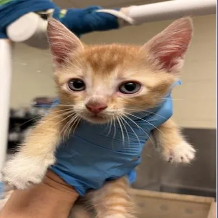 A baby small-sized male Orange / Red Domestic Short Hair cat named Ginger for adoption in Grantsville, UT