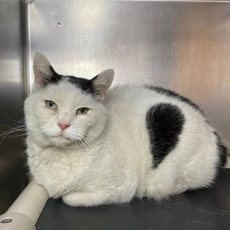 A senior medium-sized male Domestic Short Hair cat named Gus for adoption in Roanoke, VA