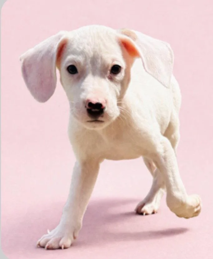 A baby medium-sized female Beagle dog named Nila for adoption in Bothell, WA