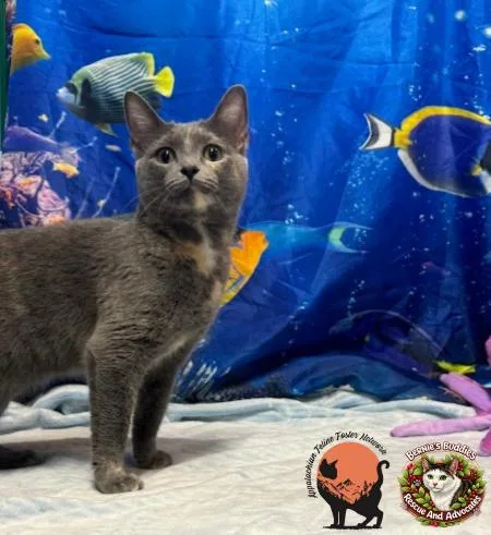 A young medium-sized female Dilute Tortoiseshell Domestic Short Hair cat named Noodle for adoption in Huntington, WV