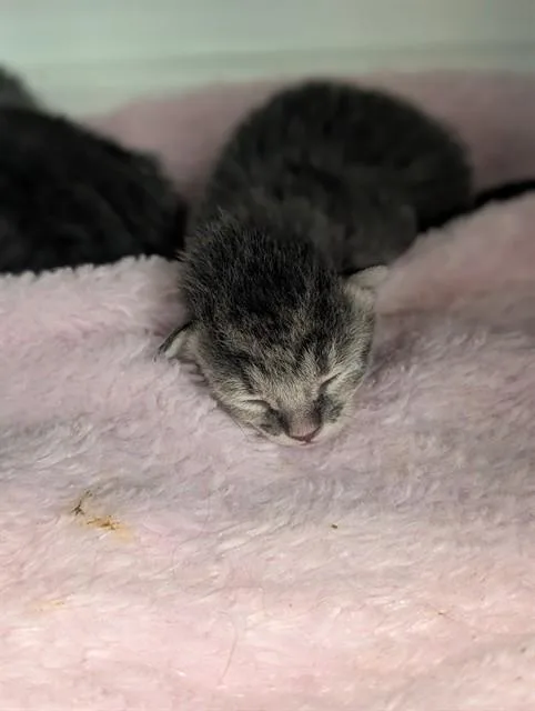 A baby medium-sized male Domestic Medium Hair cat named Ferb for adoption in Dallas, TX