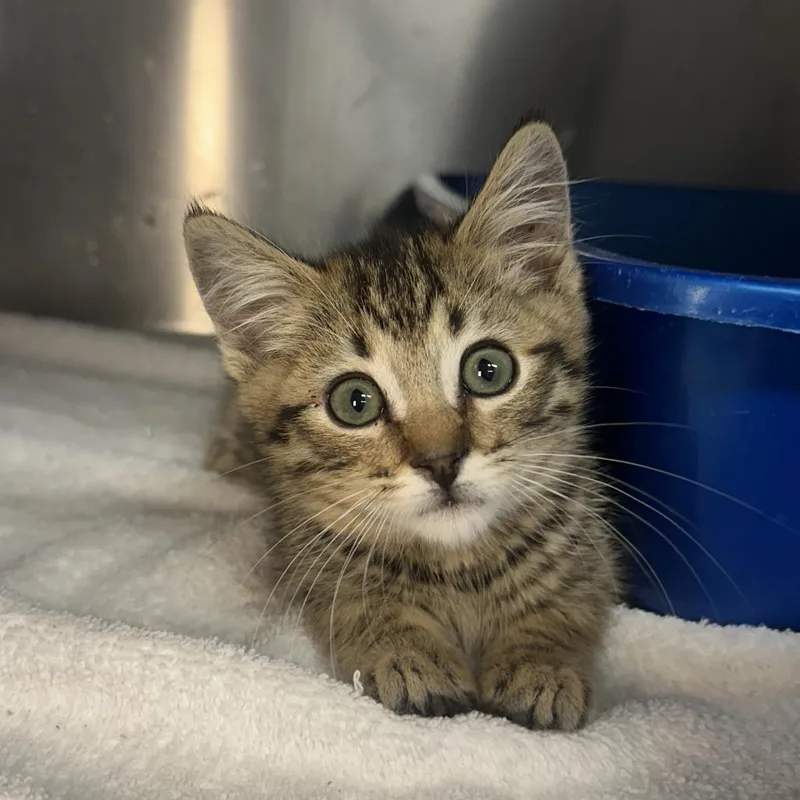A baby small-sized male Brown / Chocolate Domestic Short Hair cat named Big Mac for adoption in Los Angeles, CA