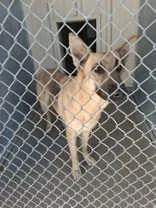 An adult medium-sized female Bicolor German Shepherd Dog dog named Zara for adoption in Moline, IL