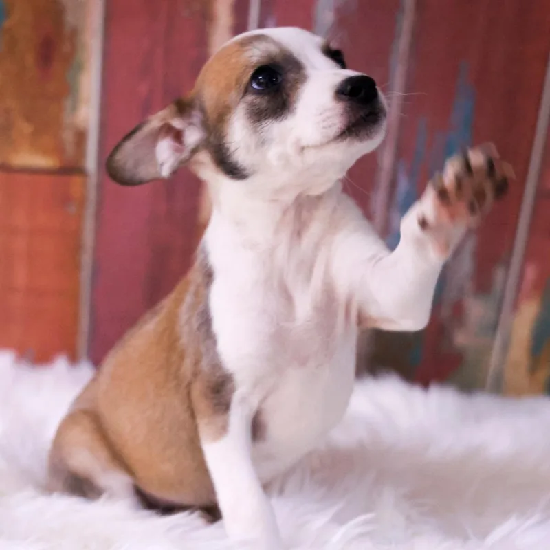 A baby medium-sized female Apricot / Beige Chihuahua dog named Calypso for adoption in Casa Grande, AZ