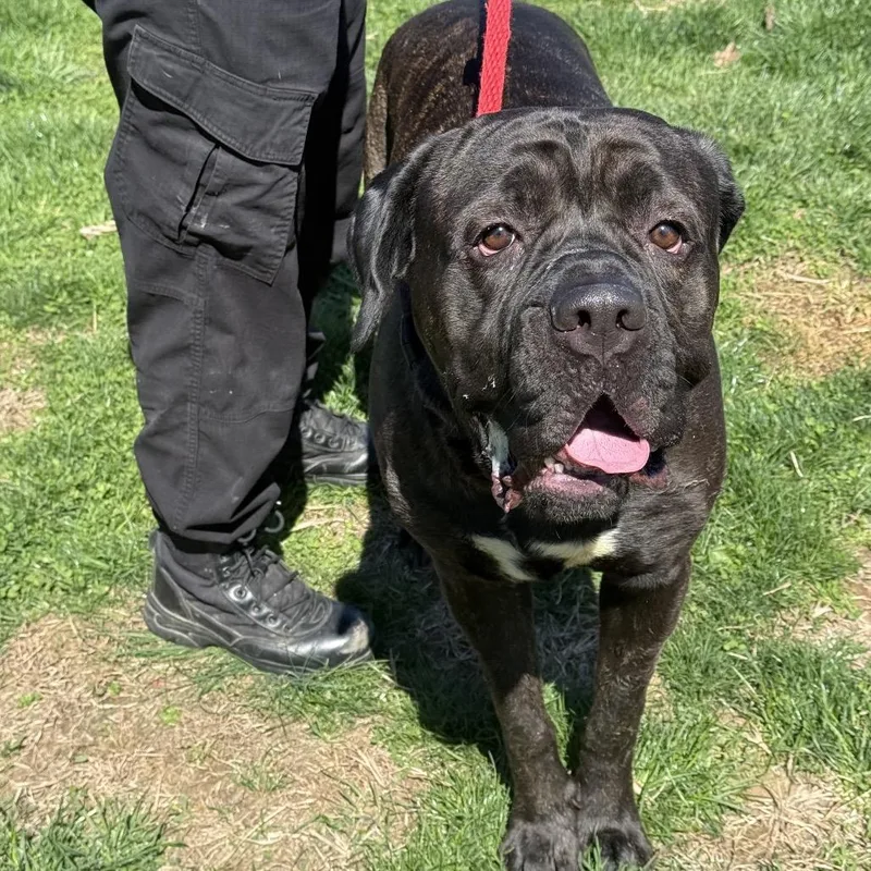 An adult extra large-sized male Brindle Cane Corso dog named Raising Cane for adoption in Philadelphia, PA