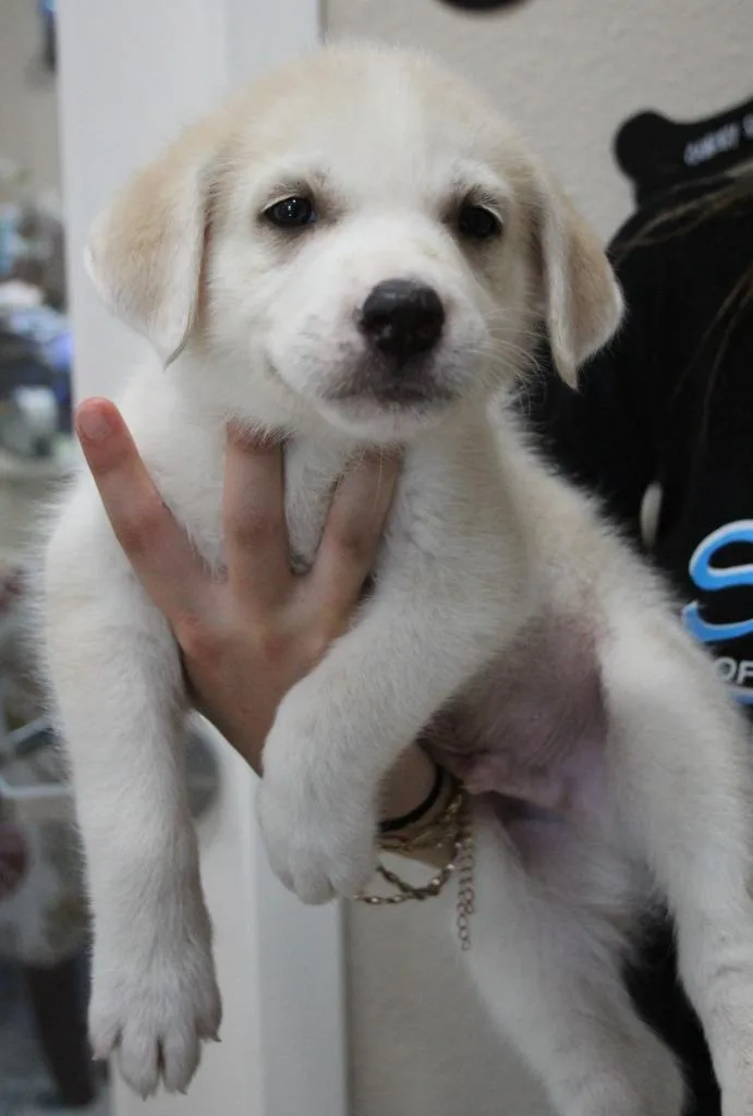 A baby medium-sized male Mixed Breed dog named Jalapeno for adoption in Vacaville, CA