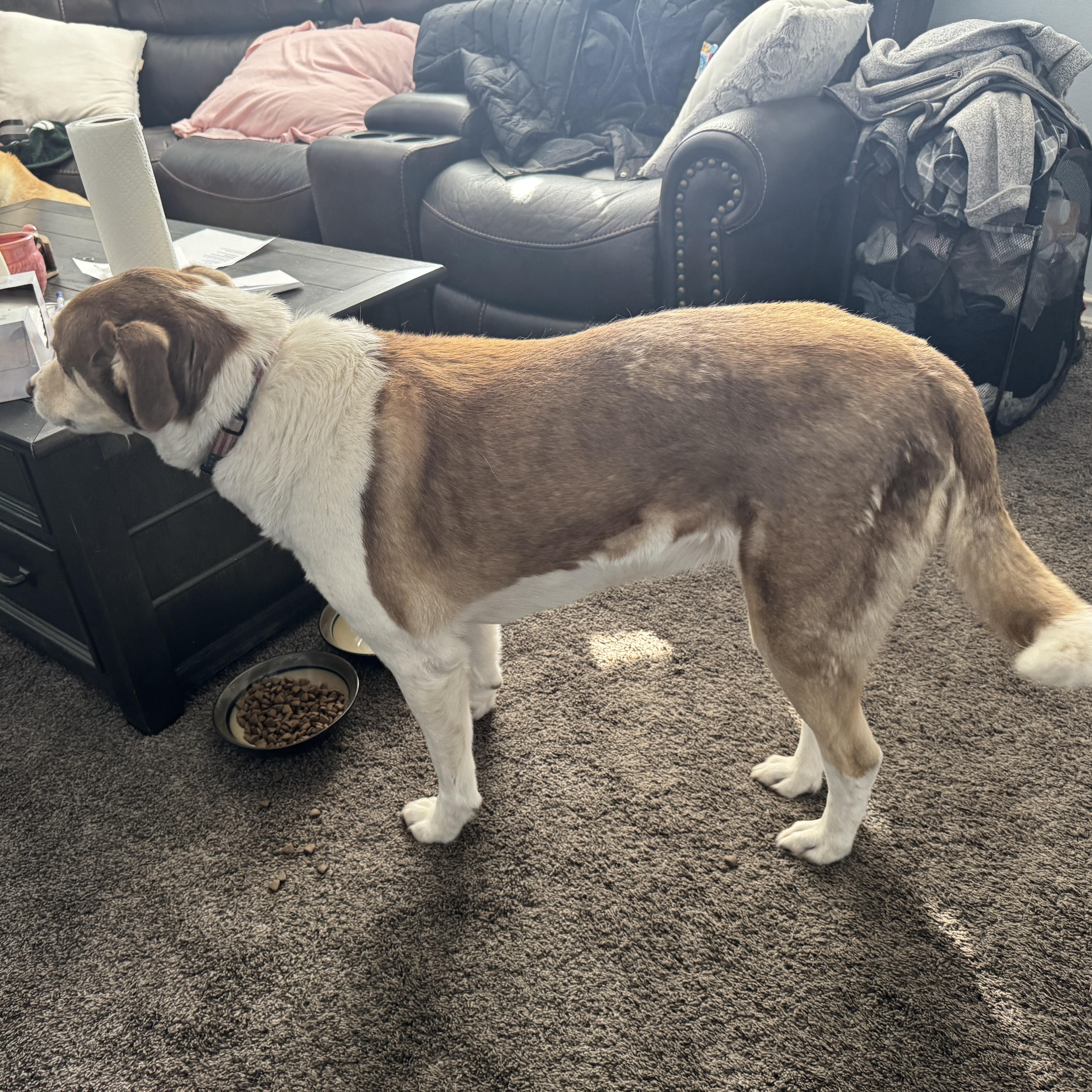 Meet Maggie She Loves thumbnail 2