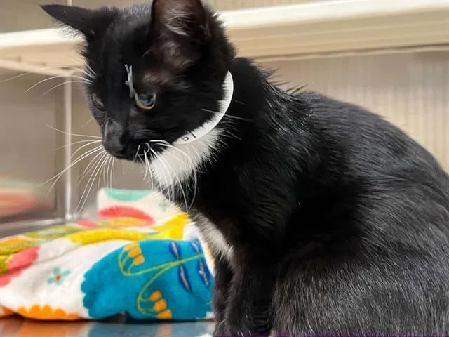 A young medium-sized female Domestic Short Hair cat named Flow for adoption in Tustin, CA