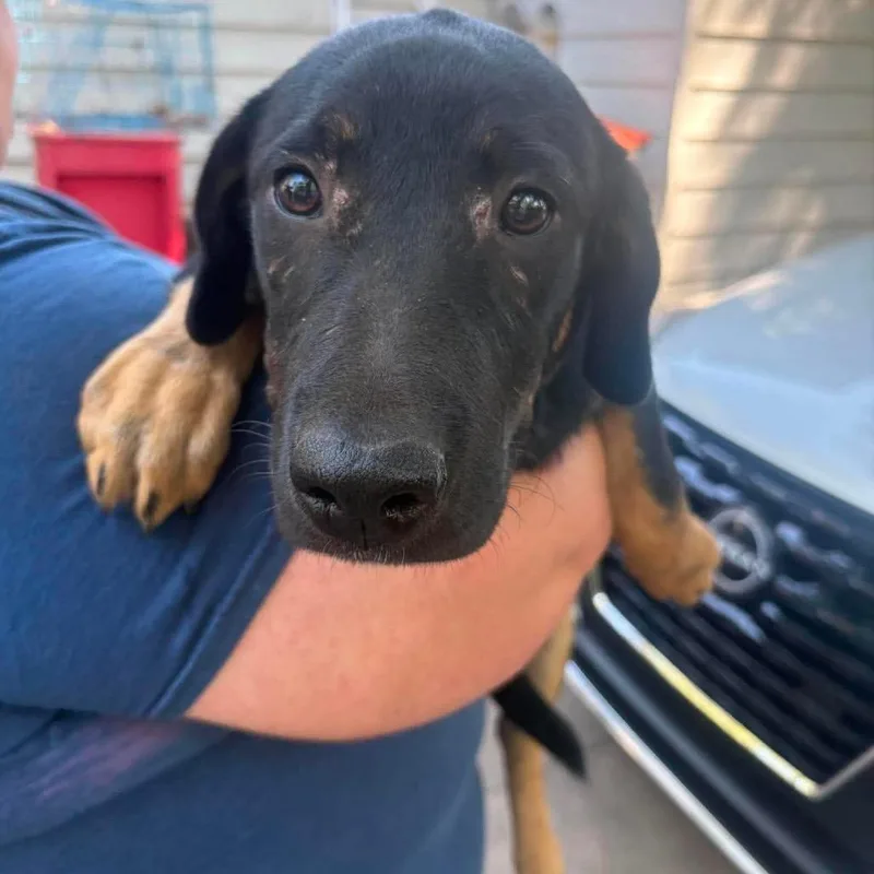 A baby medium-sized male Black Australian Shepherd dog named Wally for adoption in Hackett, AR