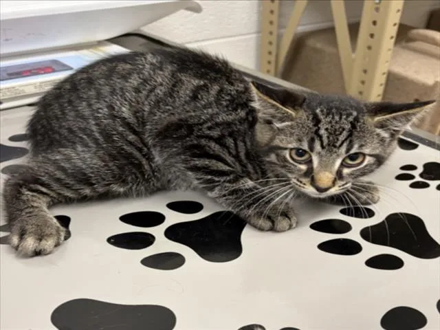 A baby small-sized male Domestic Short Hair cat named Guadalajara for adoption in Derwood, MD