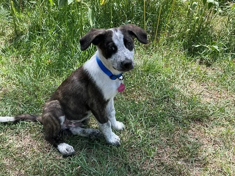 A baby medium-sized male Brown / Chocolate Cattle Dog dog named Shep for adoption in Fort Collins, CO