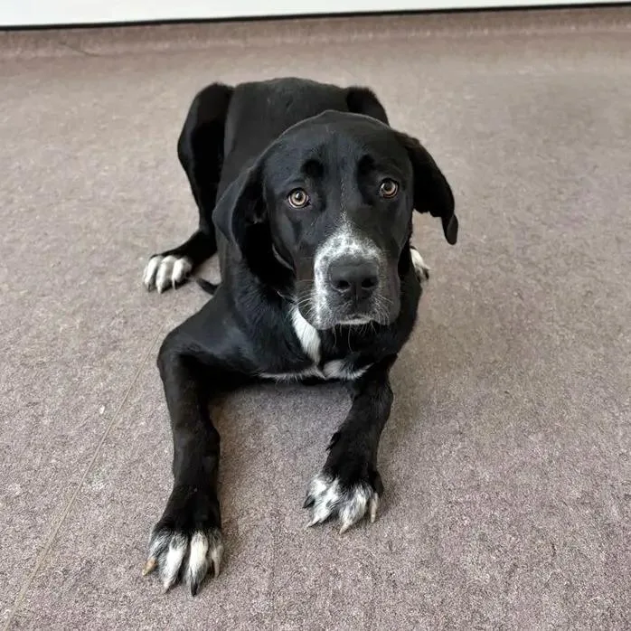 A young large-sized female Labrador Retriever dog named Betty for adoption in Saint Louis, MO