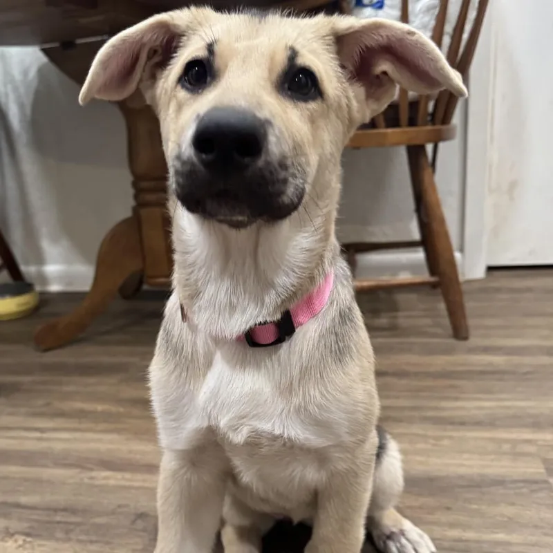 A baby medium-sized female White / Cream German Shepherd Dog dog named Susie for adoption in Houston, TX