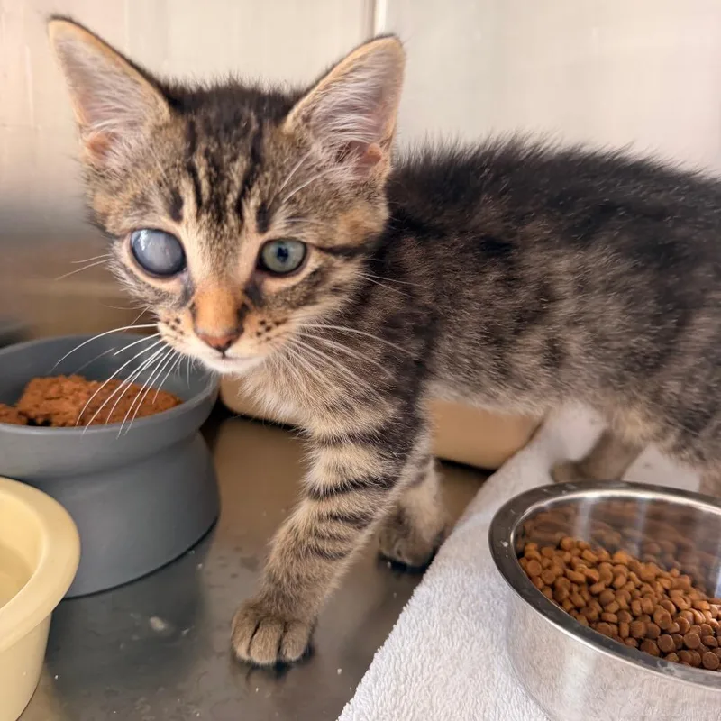 A baby small-sized male Gray / Blue / Silver American Shorthair cat named Loofy for adoption in Freeport, FL