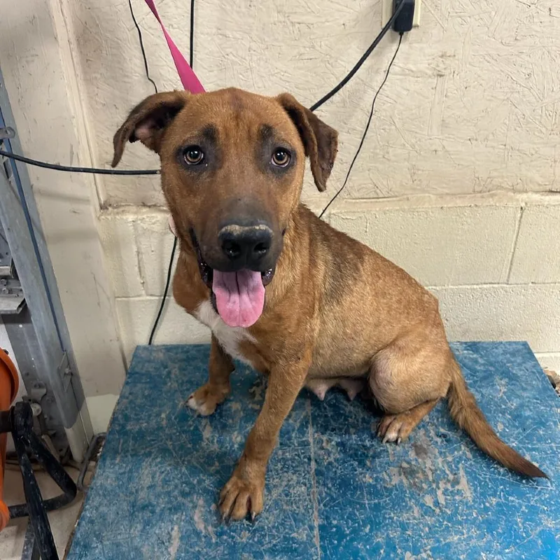 An adult medium-sized female Brindle Labrador Retriever dog named Debbie for adoption in Austin, TX