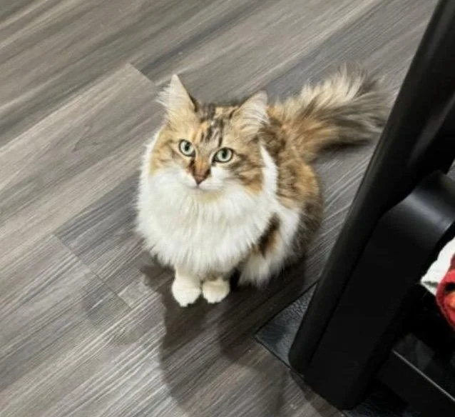 An adult small-sized female Calico cat named Precious C Harrell for adoption in Saunderstown, RI