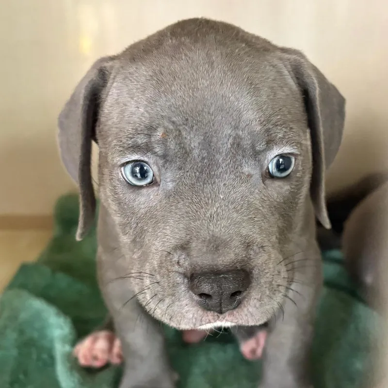 A baby medium-sized male Gray / Blue / Silver Pit Bull Terrier dog named Grey's Anatomy for adoption in Northbrook, IL