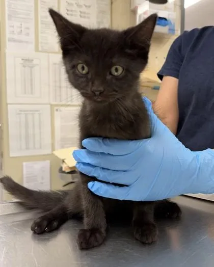 A baby small-sized male Domestic Short Hair cat named Cirrus for adoption in Hamilton, NJ