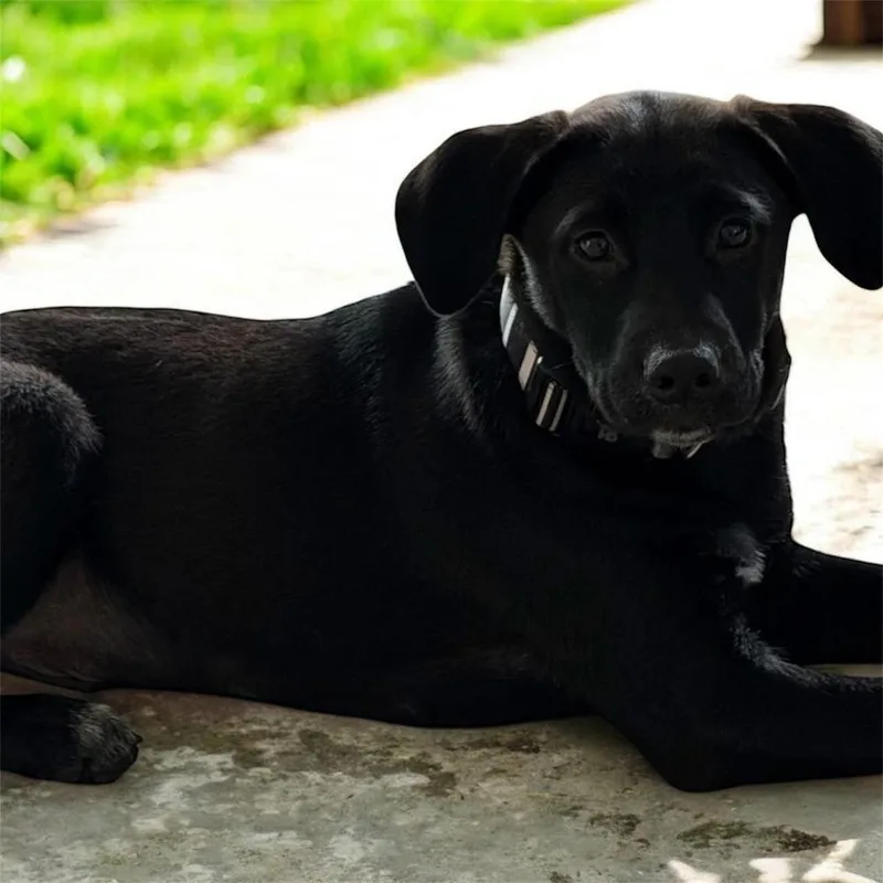 A baby large-sized male Black Mixed Breed dog named Diesel for adoption in Dorr, MI