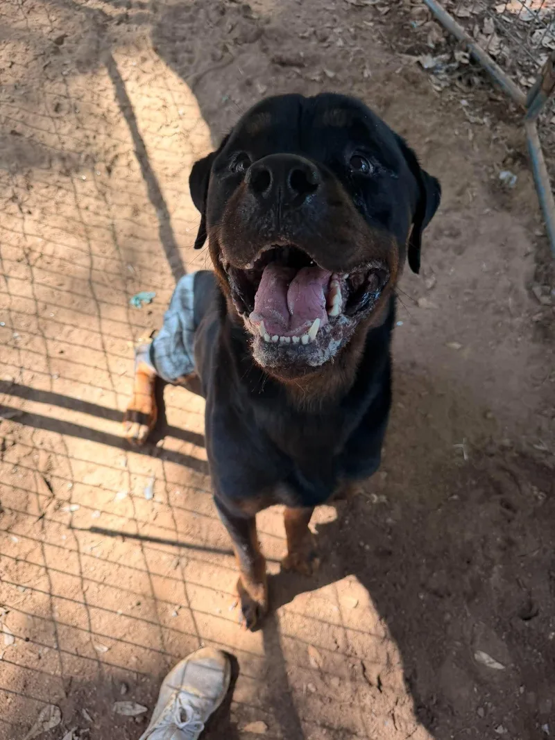 An adult large-sized male Rottweiler dog named Felix for adoption in Hillsboro, NH