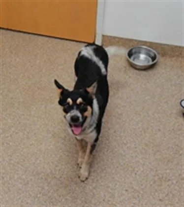 A young small-sized female Australian Cattle Dog / Blue Heeler dog named Lulu for adoption in Albuquerque, NM