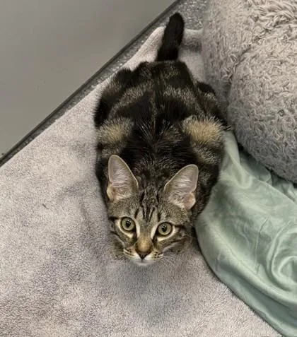 A baby small-sized female Brown / Chocolate Domestic Short Hair cat named Curie for adoption in Atlanta, GA