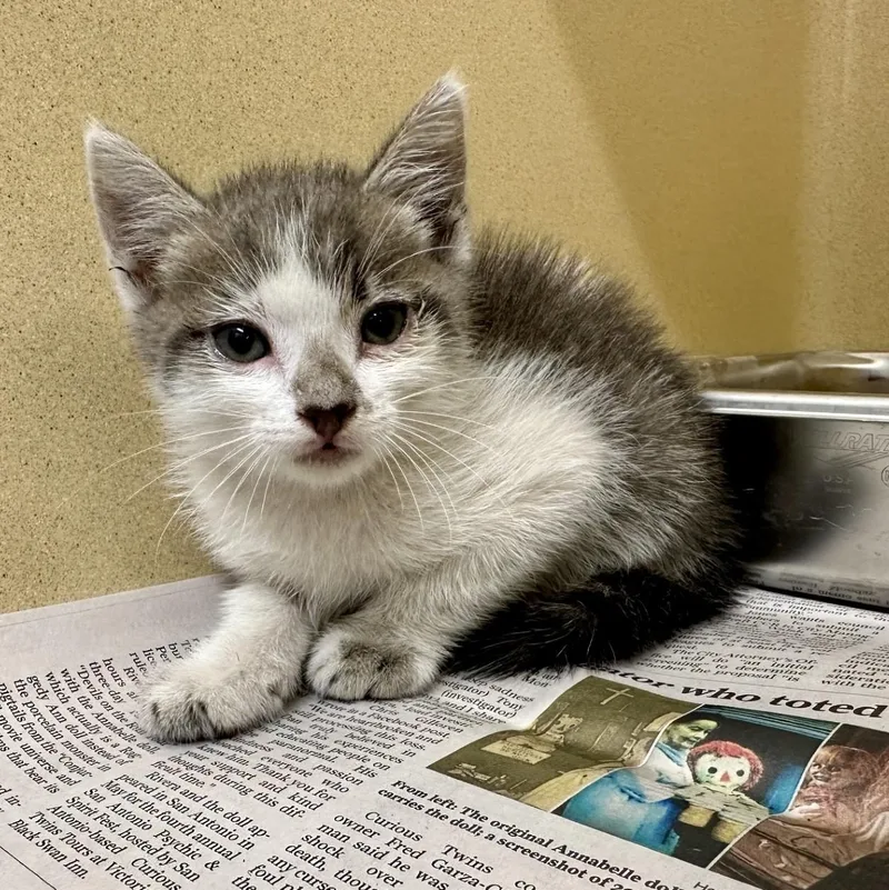 A baby medium-sized male White Domestic Short Hair cat named Haku for adoption in Converse, TX