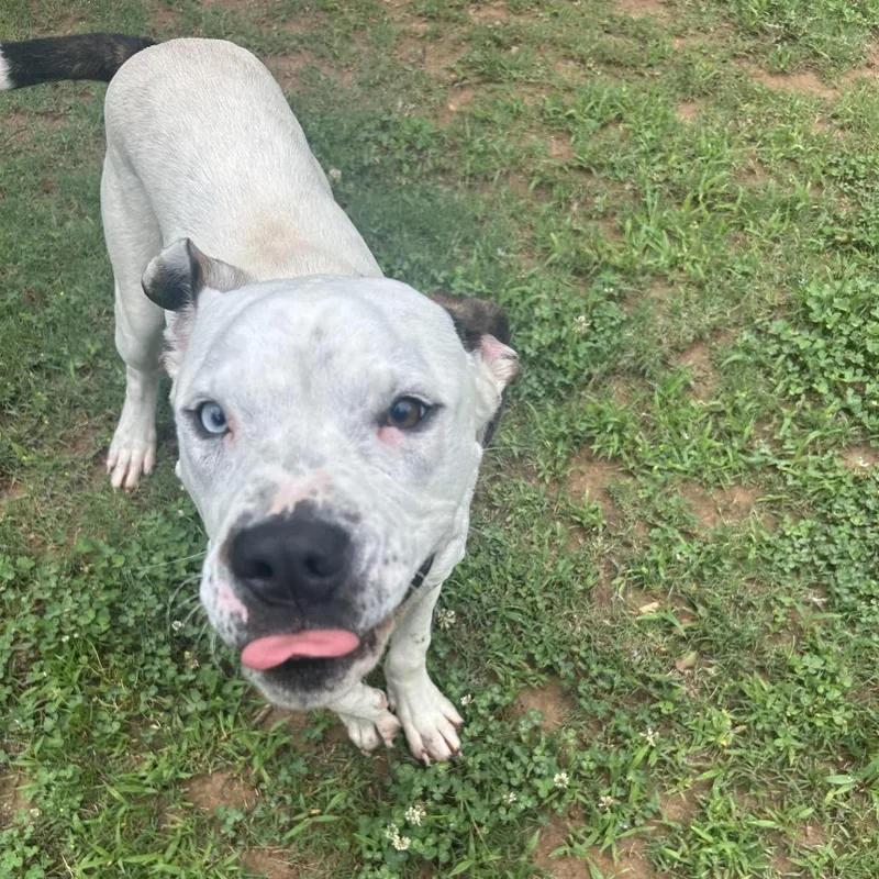 A young medium-sized male White / Cream Mixed Breed dog named Chrome for adoption in Auburn, AL