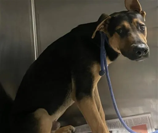 A young large-sized male German Shepherd Dog dog named Yellie for adoption in Van Nuys, CA