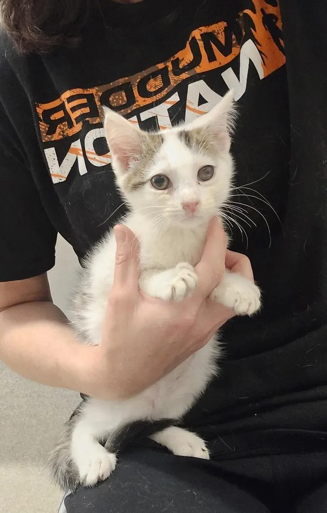 A young medium-sized male Domestic Short Hair cat named Rogue for adoption in Dickson, TN