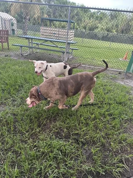 An adult large-sized male Mixed Breed dog named Wiggles for adoption in Melbourne, FL