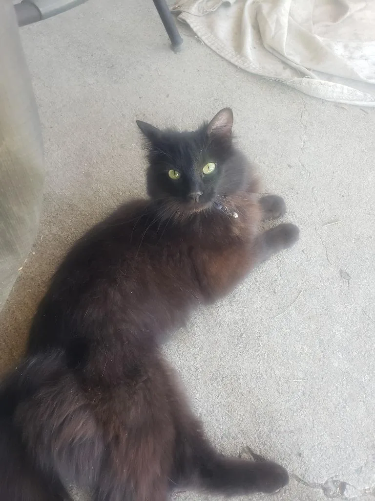 Lady Catherine thumbnail 2