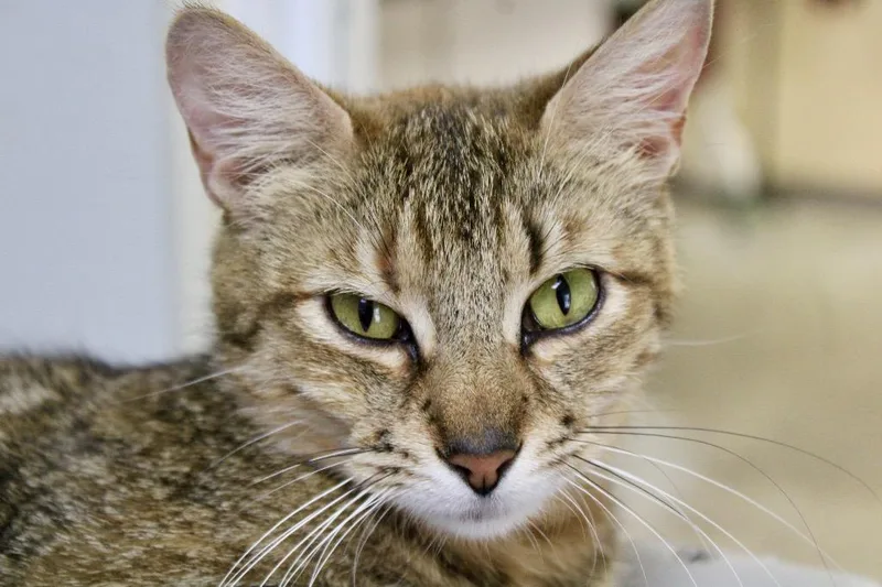 A young medium-sized female Domestic Short Hair cat named Mila for adoption in Clinton, SC