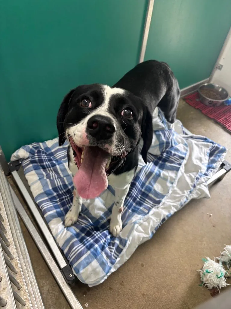 An adult medium-sized male Australian Shepherd dog named Bronx for adoption in Wabash, IN