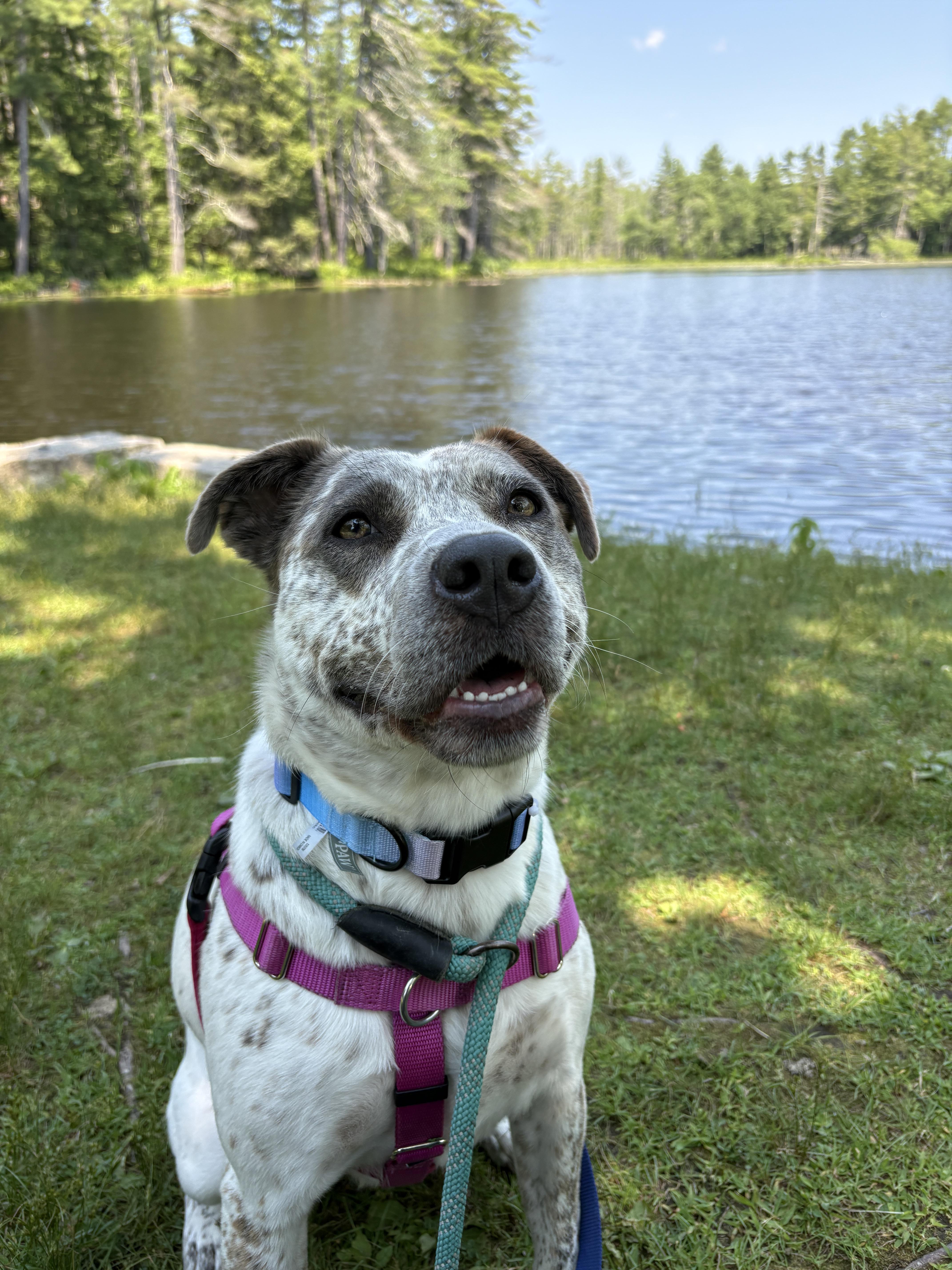 A young medium-sized female White / Cream Cattle Dog dog named Robyn for adoption in New Boston, NH
