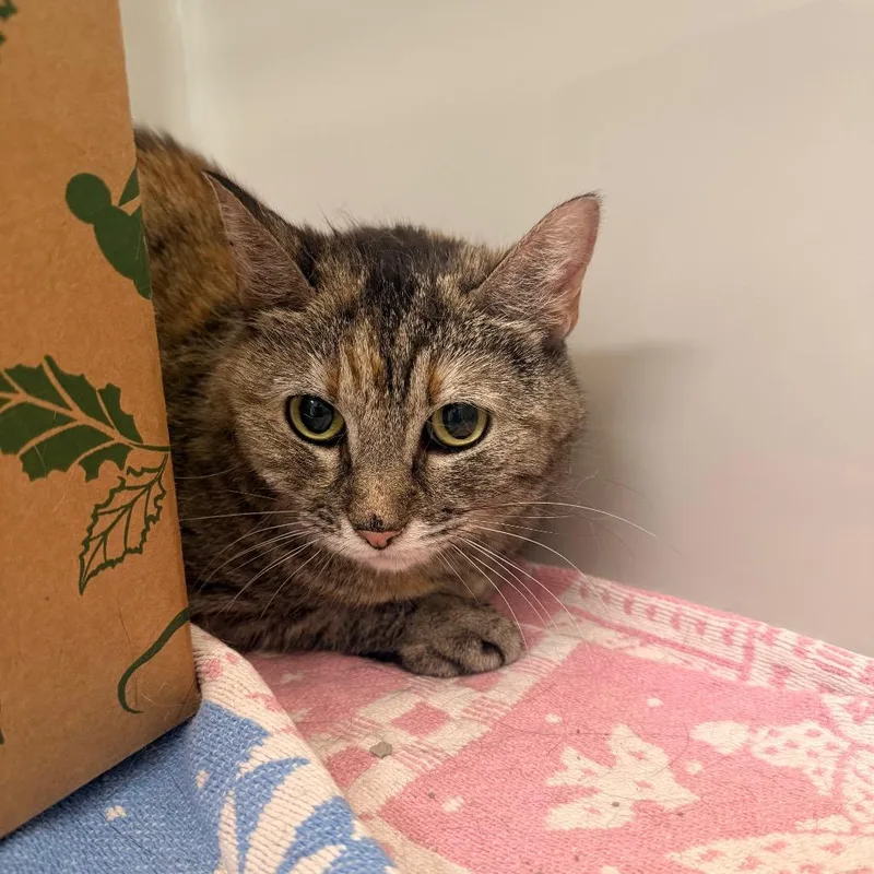 An adult medium-sized female Gray / Blue / Silver Domestic Short Hair cat named Misty for adoption in Saint Charles, MO