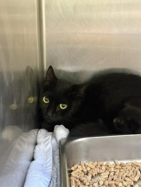 An adult medium-sized female Domestic Short Hair cat named Mummy for adoption in Providence Forge, VA