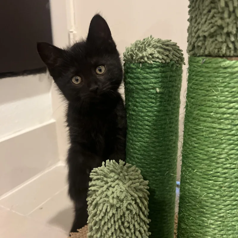 A baby medium-sized male White Domestic Short Hair cat named Fabletics for adoption in Bryan, TX