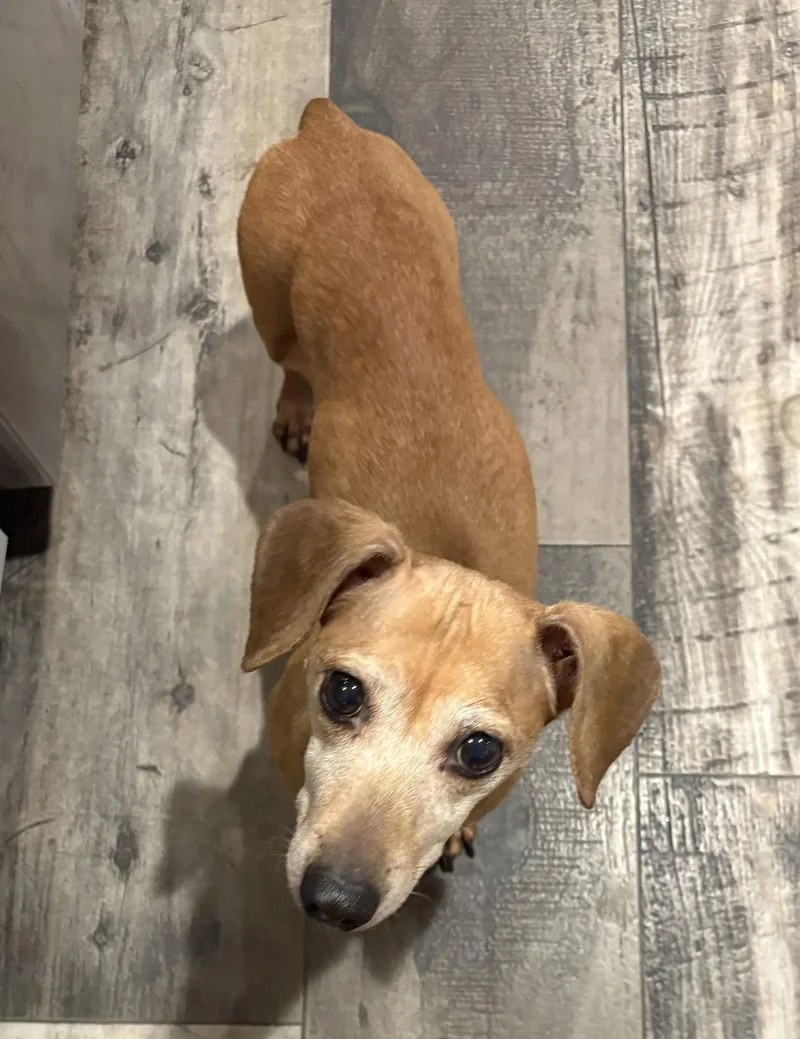 An adult small-sized female Dachshund dog named Sugar for adoption in Mount Pleasant, SC