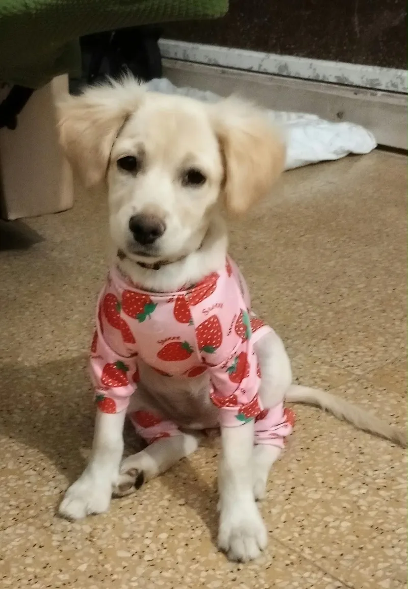 A baby small-sized female Golden Retriever dog named Belle for adoption in New York, NY