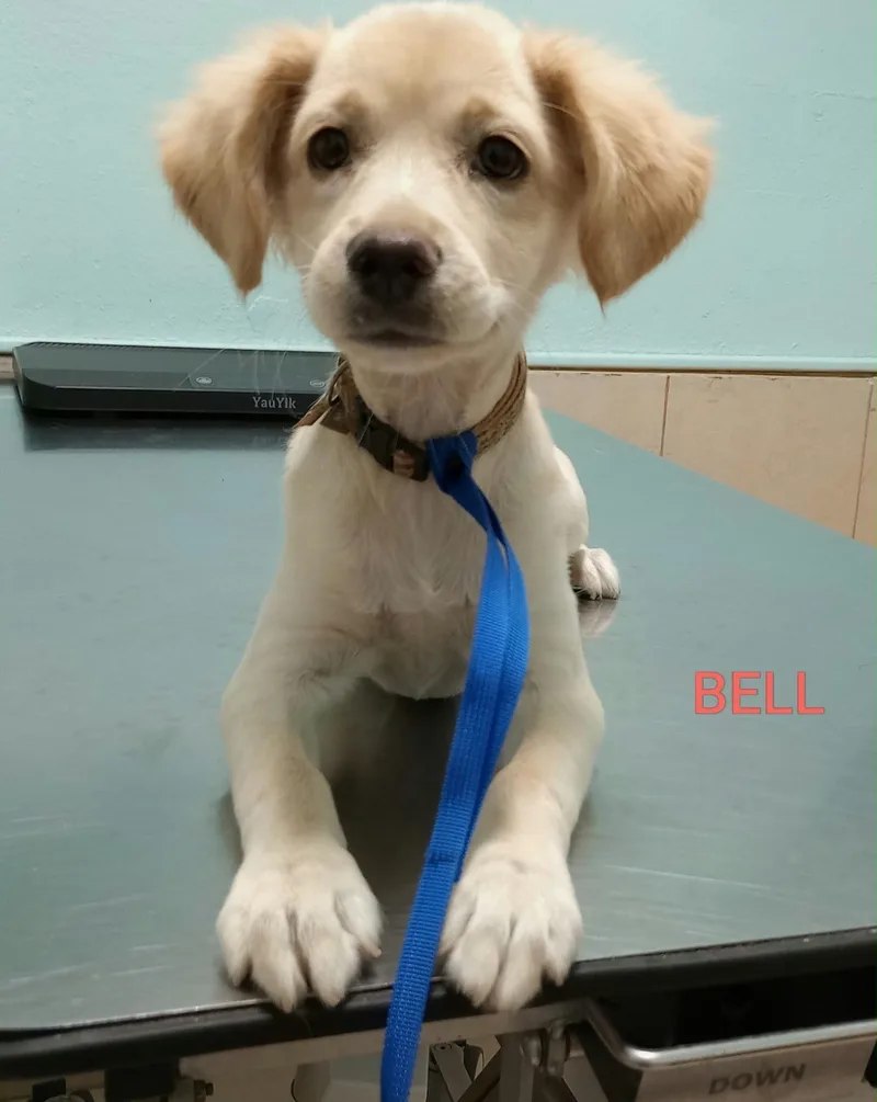Belle thumbnail 6