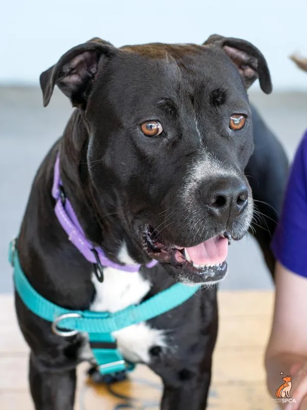 An adult medium-sized male Pit Bull Terrier dog named Wally for adoption in Roanoke, VA