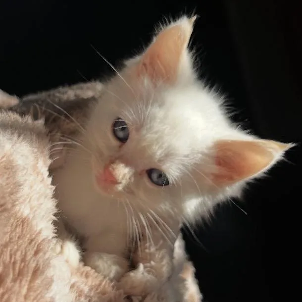 A baby small-sized female White Domestic Short Hair cat named Smiegel for adoption in Long Beach, CA