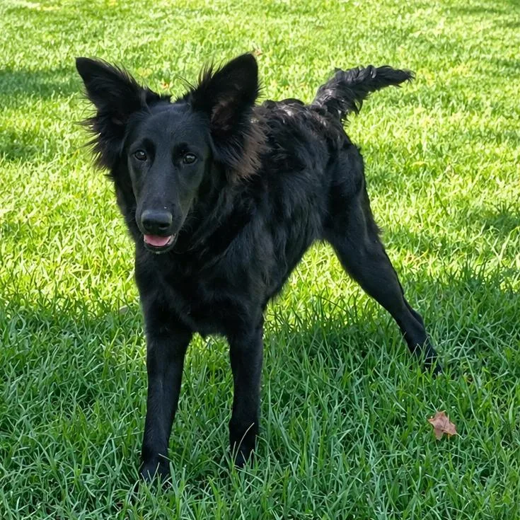 A young medium-sized male Mixed Breed dog named Chai for adoption in Wichita, KS
