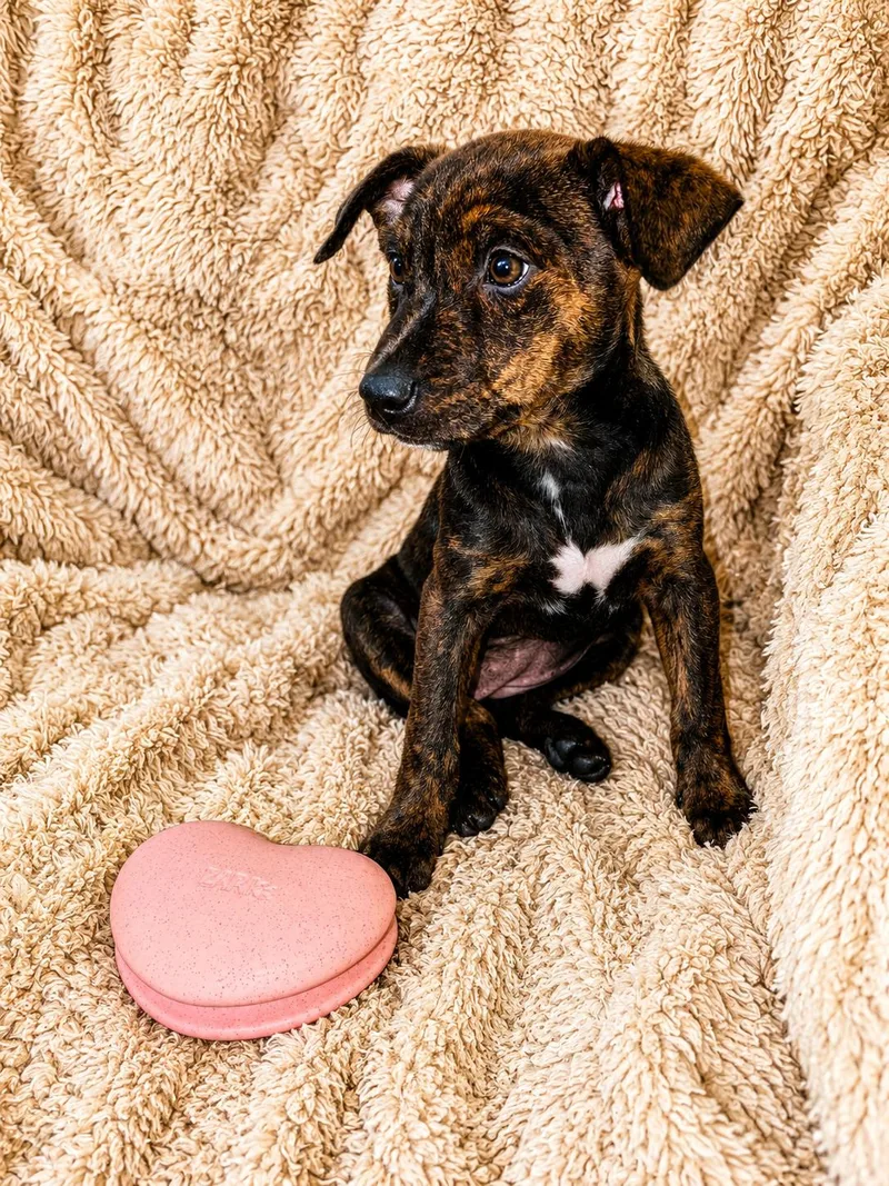 A baby medium-sized female Brindle Mixed Breed dog named Jenna Jameson for adoption in Kenosha, WI