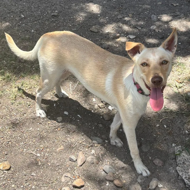 A young medium-sized female White / Cream Yellow Labrador Retriever dog named Rose for adoption in Corpus Christi, TX