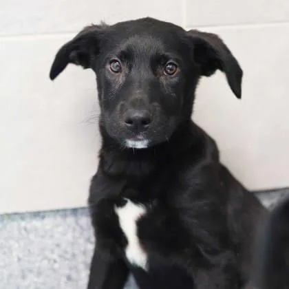 A baby small-sized female Black Labrador Retriever dog named Talia for adoption in Atlanta, GA