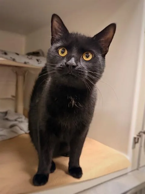 A young medium-sized male Domestic Short Hair cat named Alley for adoption in Boston, MA