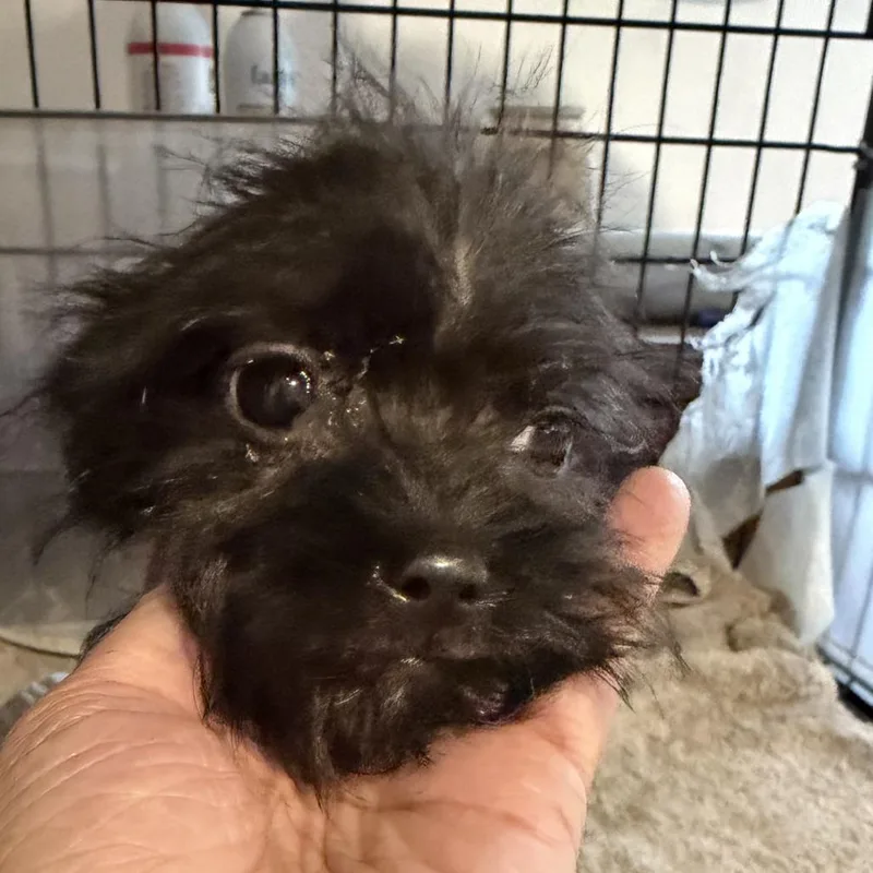 A baby small-sized female Black Terrier dog named Holly for adoption in Montgomery, TX