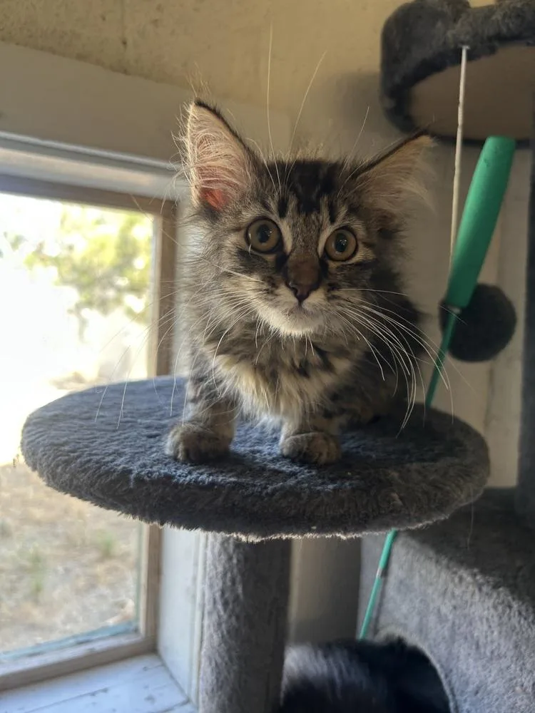 A baby small-sized female Tabby (Brown / Chocolate) Domestic Long Hair cat named Flora for adoption in Ontario, CA